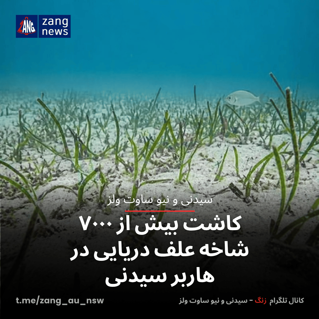 کاشت بیش از ۷۰۰۰ شاخه علف دریایی در هاربر سیدنی