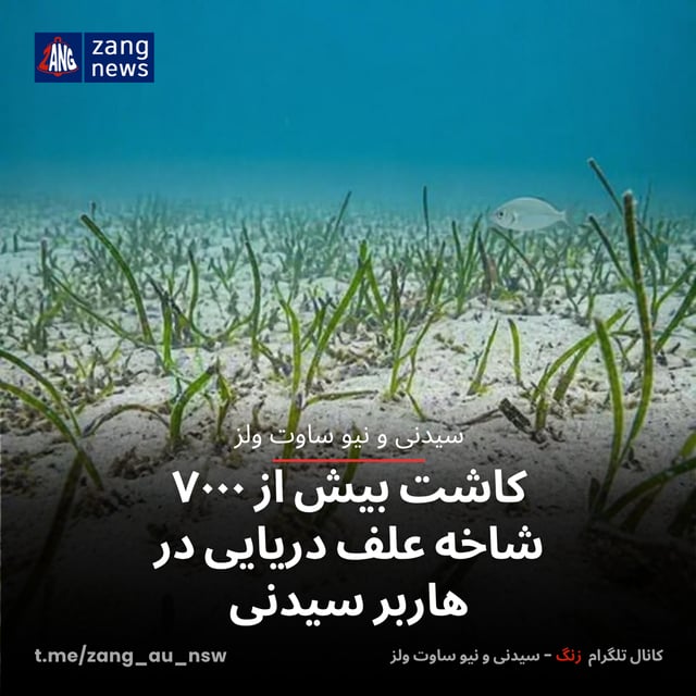 کاشت بیش از ۷۰۰۰ شاخه علف دریایی در هاربر سیدنی