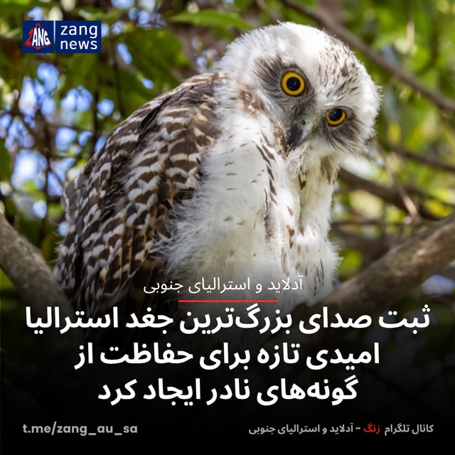 ثبت صدای بزرگ‌ترین جغد استرالیا امیدی تازه برای حفاظت از گونه‌های نادر ایجاد کرد