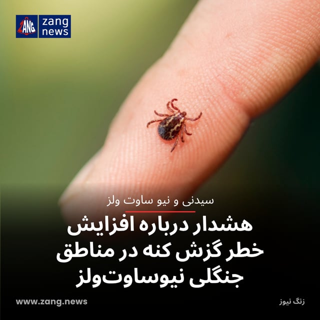هشدار درباره افزایش خطر گزش کنه در مناطق جنگلی نیوساوت‌ولز