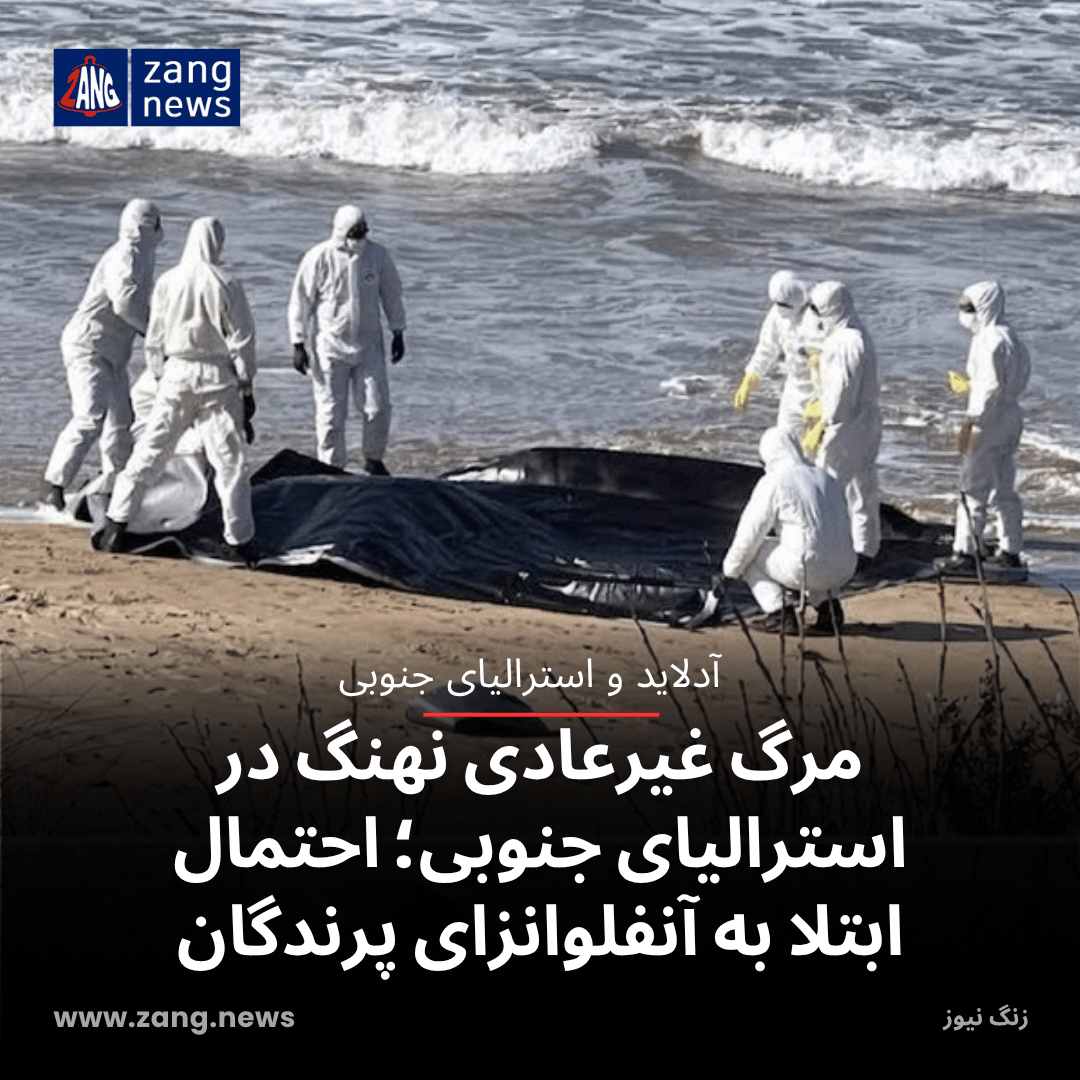 مرگ غیرعادی نهنگ در استرالیای جنوبی؛ احتمال ابتلا به آنفلوانزای پرندگان