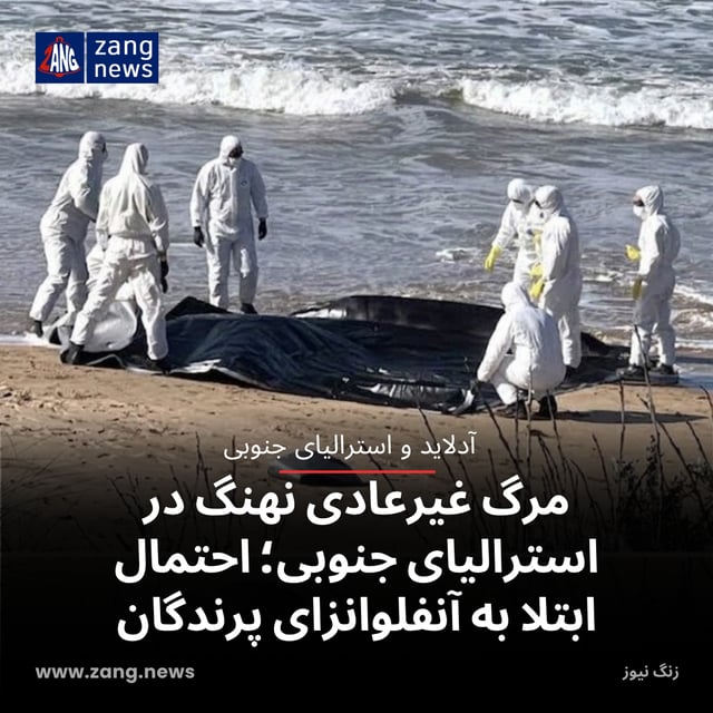 مرگ غیرعادی نهنگ در استرالیای جنوبی؛ احتمال ابتلا به آنفلوانزای پرندگان