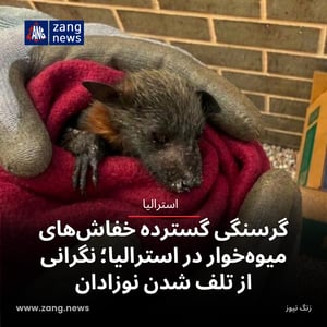 گرسنگی گسترده خفاش‌های میوه‌خوار در استرالیا؛ نگرانی از تلف شدن نوزادان