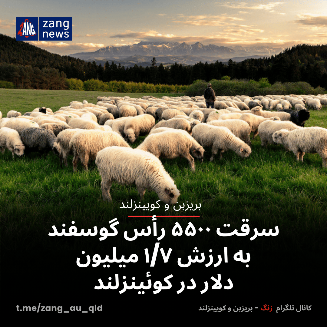 سرقت ۵۵۰۰ رأس گوسفند به ارزش ۱/۷ میلیون دلار در کوئینزلند