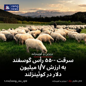 سرقت ۵۵۰۰ رأس گوسفند به ارزش ۱/۷ میلیون دلار در کوئینزلند
