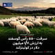 سرقت ۵۵۰۰ رأس گوسفند به ارزش ۱/۷ میلیون دلار در کوئینزلند