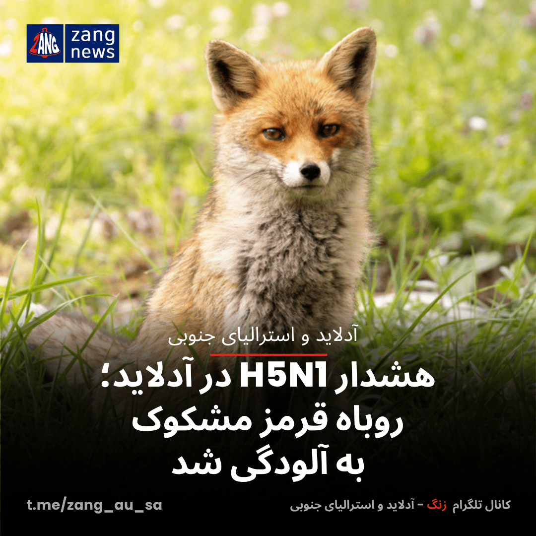 هشدار H5N1 در آدلاید؛ روباه قرمز مشکوک به آلودگی شد