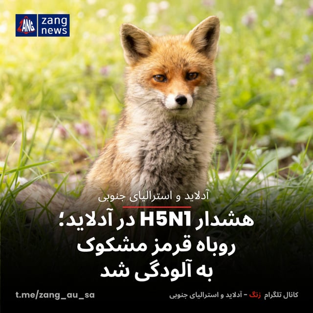 هشدار H5N1 در آدلاید؛ روباه قرمز مشکوک به آلودگی شد