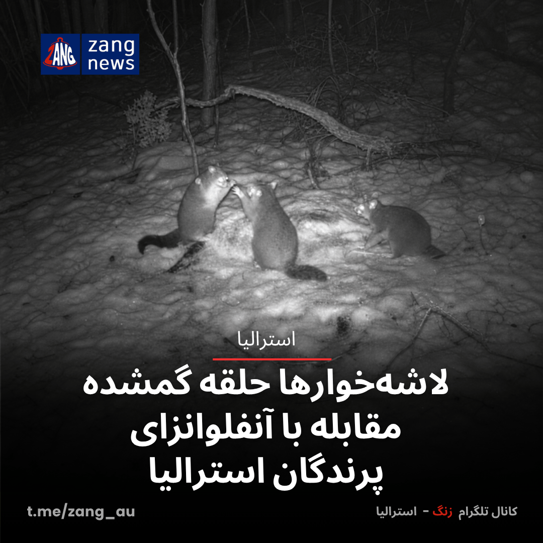 لاشه‌خوارها حلقه گمشده مقابله با آنفلوانزای پرندگان استرالیا