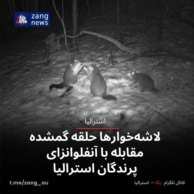 لاشه‌خوارها حلقه گمشده مقابله با آنفلوانزای پرندگان استرالیا