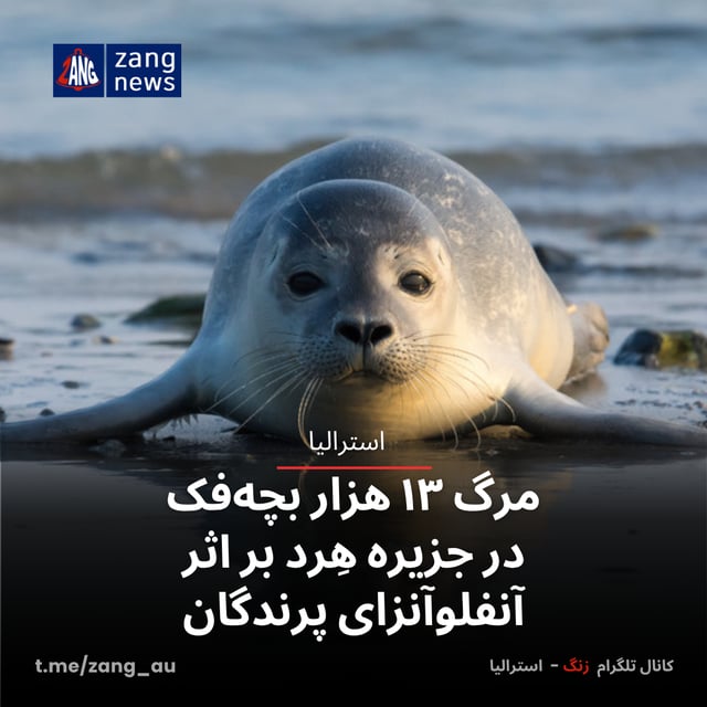 مرگ ۱۳ هزار بچه‌فک در جزیره هِرد بر اثر آنفلوآنزای پرندگان