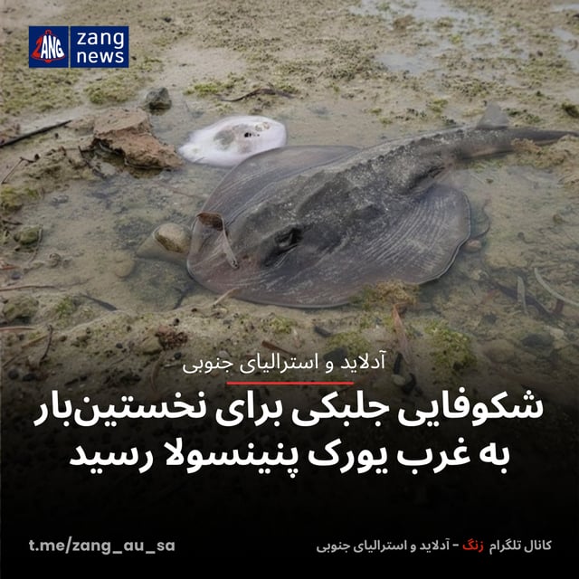 شکوفایی جلبکی برای نخستین‌بار به غرب یورک پنینسولا رسید