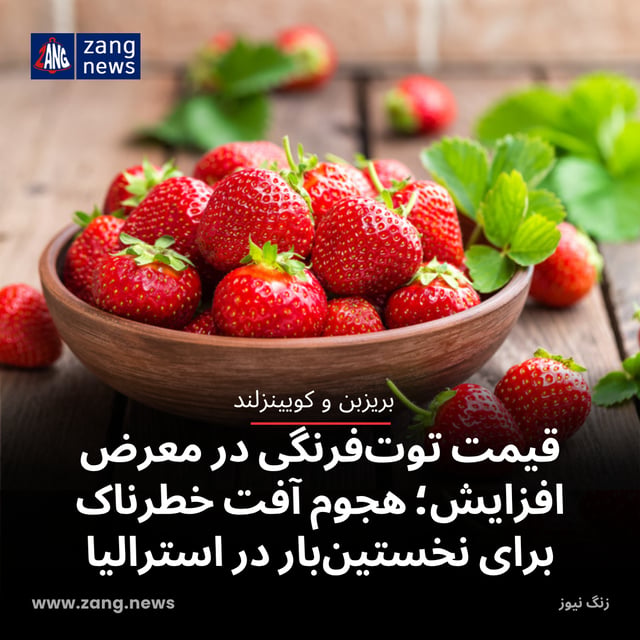 قیمت توت‌فرنگی در معرض افزایش؛ هجوم آفت خطرناک برای نخستین‌بار در استرالیا