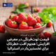 قیمت توت‌فرنگی در معرض افزایش؛ هجوم آفت خطرناک برای نخستین‌بار در استرالیا