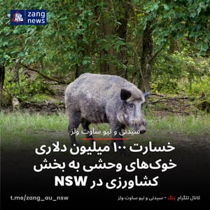 خسارت ۱۰۰ میلیون دلاری خوک‌های وحشی به بخش کشاورزی در NSW