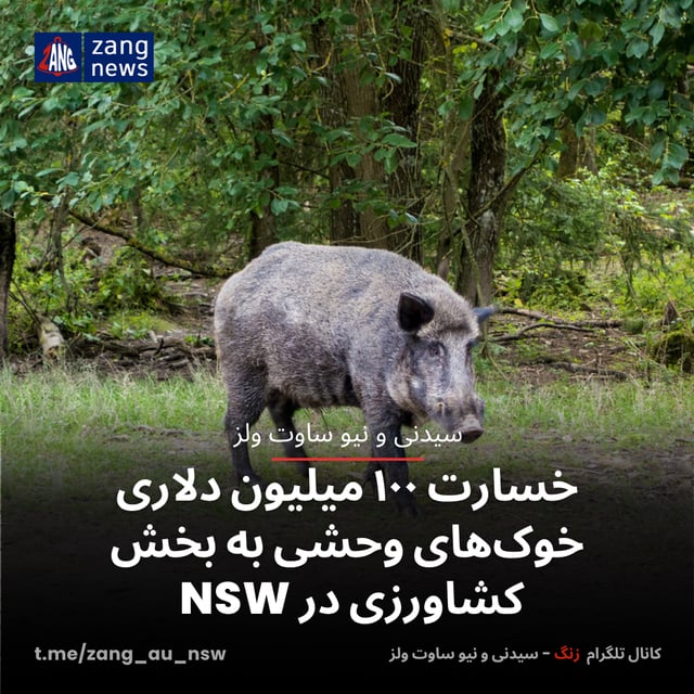 خسارت ۱۰۰ میلیون دلاری خوک‌های وحشی به بخش کشاورزی در NSW