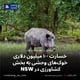 خسارت ۱۰۰ میلیون دلاری خوک‌های وحشی به بخش کشاورزی در NSW