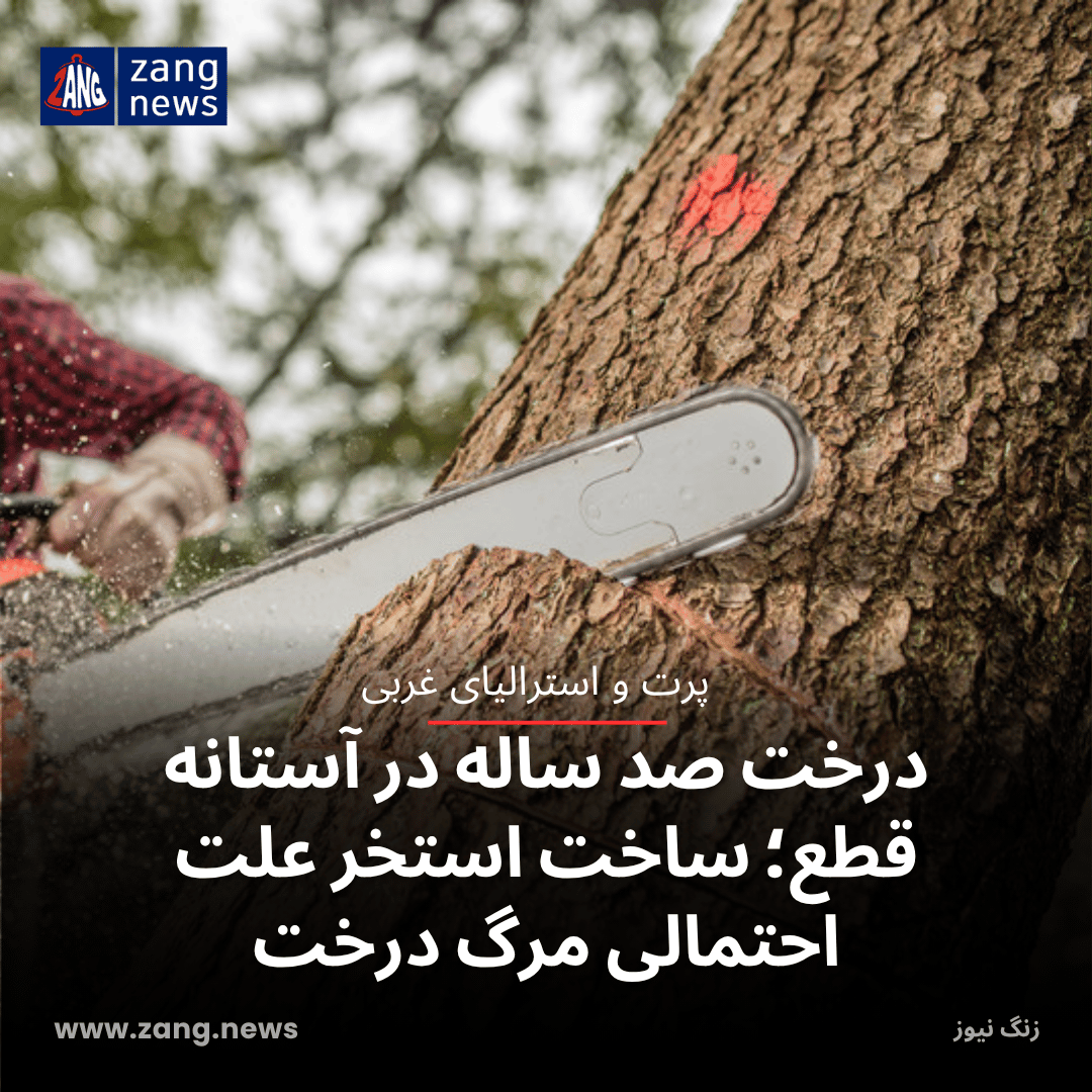 درخت صد ساله در آستانه قطع؛ ساخت استخر علت احتمالی مرگ درخت