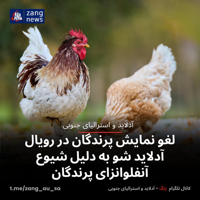 لغو نمایش پرندگان در رویال آدلاید شو به دلیل شیوع آنفلوانزای پرندگان