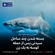 بسته شدن چند ساحل سیدنی پس از حمله کوسه به یک زن
