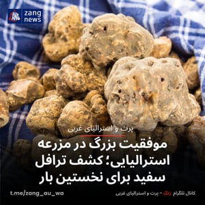 موفقیت بزرگ در مزرعه استرالیایی؛ کشف ترافل سفید برای نخستین بار