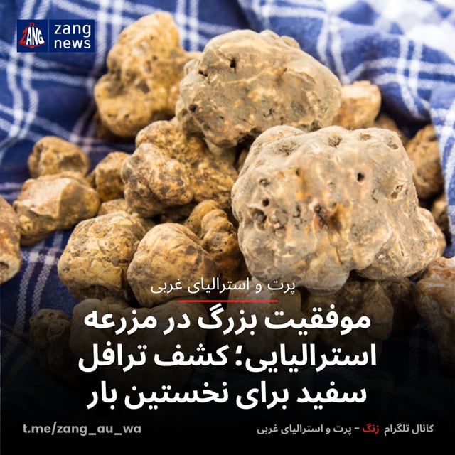 موفقیت بزرگ در مزرعه استرالیایی؛ کشف ترافل سفید برای نخستین بار