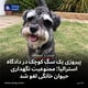 پیروزی یک سگ کوچک در دادگاه استرالیا؛ ممنوعیت نگهداری حیوان خانگی لغو شد