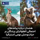 هشدار درباره پیامدهای احتمالی آنفلوآنزای پرندگان بر حیات‌وحش بومی استرالیا