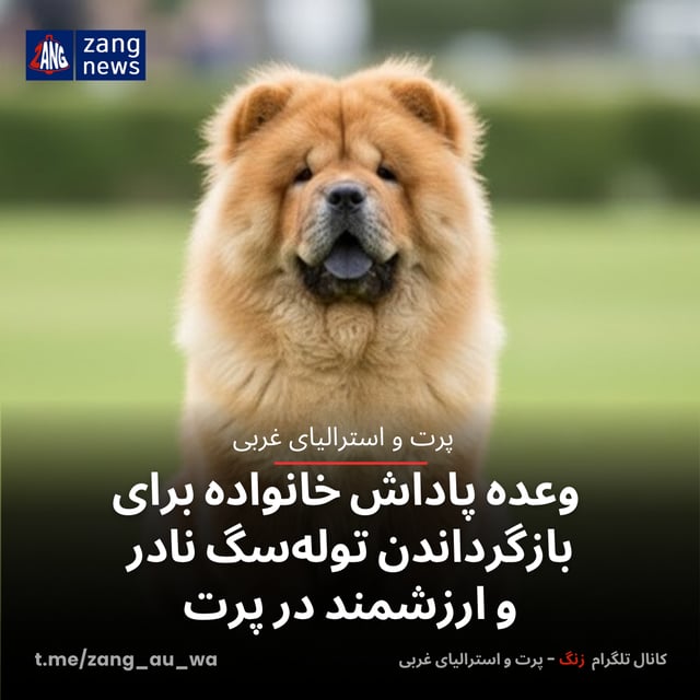 وعده پاداش خانواده برای بازگرداندن توله‌سگ نادر و ارزشمند در پرت