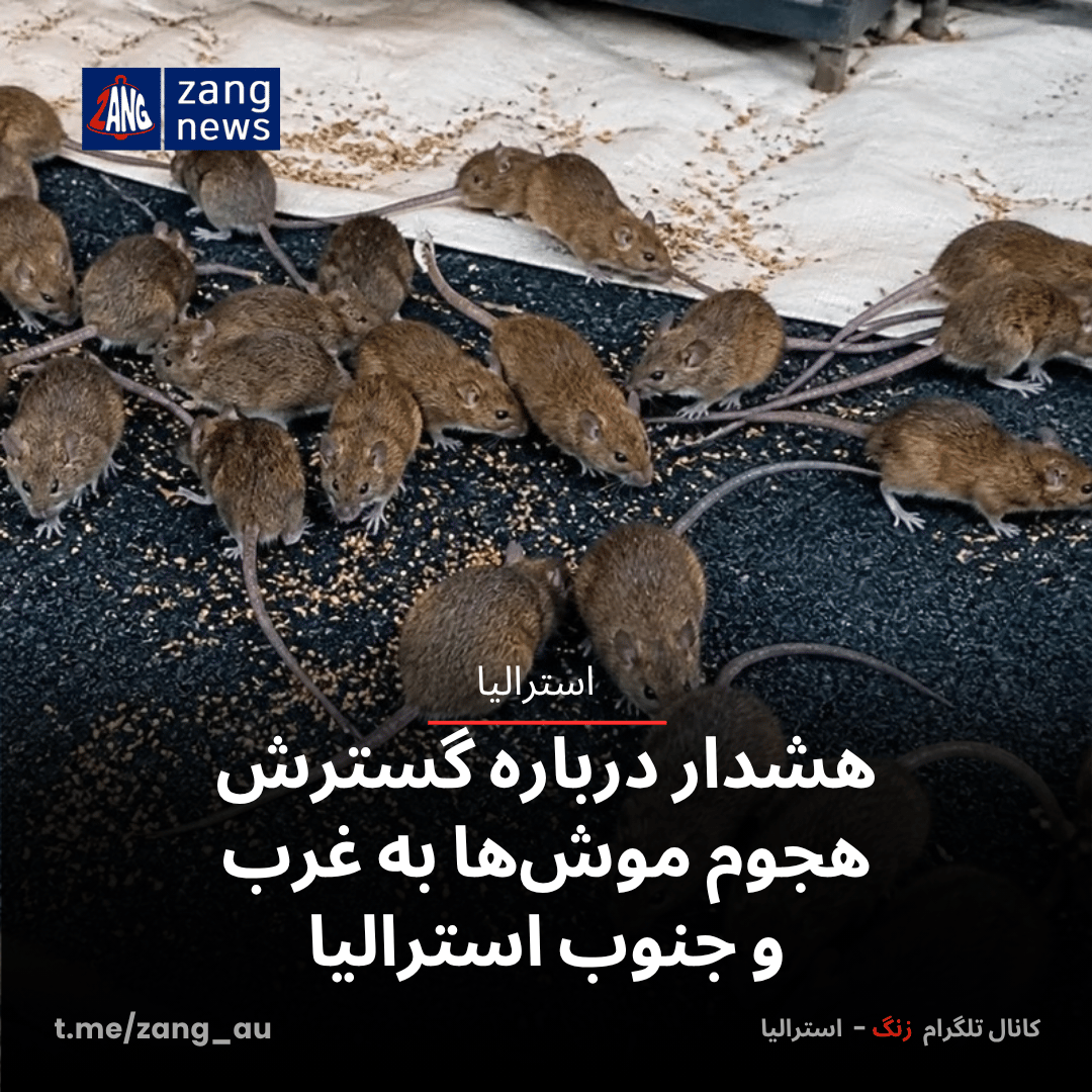 هشدار درباره گسترش هجوم موش‌ها به غرب و جنوب استرالیا