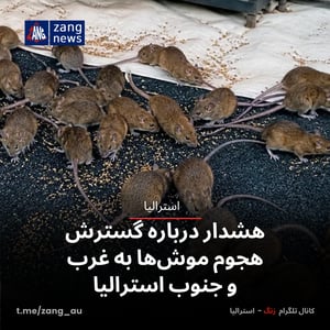 هشدار درباره گسترش هجوم موش‌ها به غرب و جنوب استرالیا