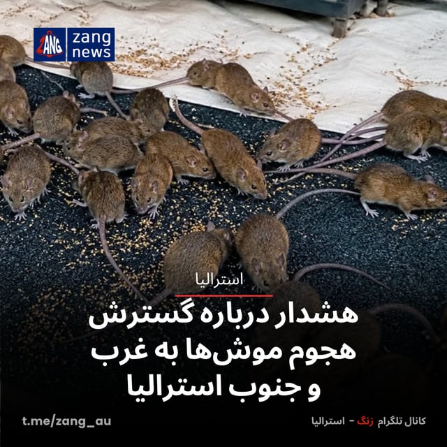 هشدار درباره گسترش هجوم موش‌ها به غرب و جنوب استرالیا
