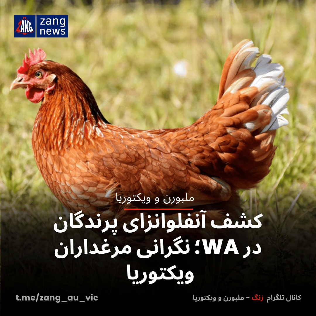 کشف آنفلوانزای پرندگان در WA؛ نگرانی مرغداران ویکتوریا