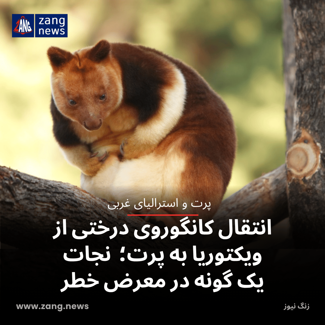 انتقال کانگوروی درختی از ویکتوریا به پرت؛  نجات یک گونه در معرض خطر