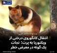 انتقال کانگوروی درختی از ویکتوریا به پرت؛ نجات یک گونه در معرض خطر