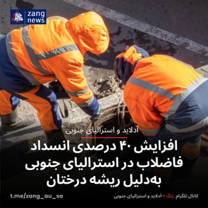 افزایش ۴۰ درصدی انسداد فاضلاب در استرالیای جنوبی به‌دلیل ریشه درختان