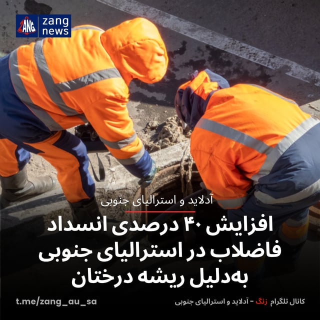 افزایش ۴۰ درصدی انسداد فاضلاب در استرالیای جنوبی به‌دلیل ریشه درختان