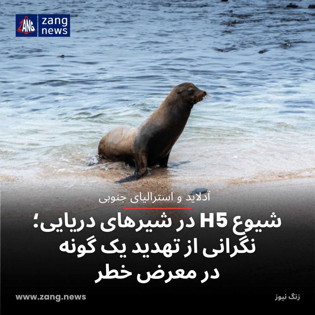 شیوع H5 در شیرهای دریایی؛ نگرانی از تهدید یک گونه در معرض خطر