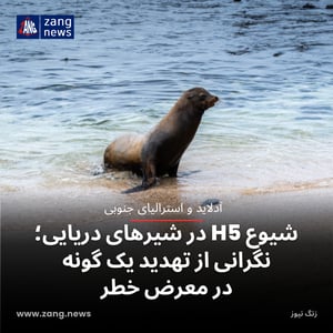 شیوع H5 در شیرهای دریایی؛ نگرانی از تهدید یک گونه در معرض خطر