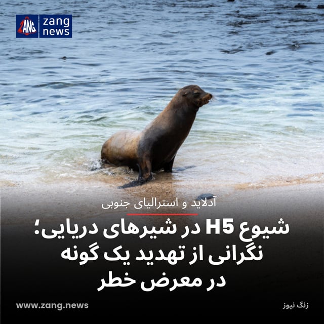 شیوع H5 در شیرهای دریایی؛ نگرانی از تهدید یک گونه در معرض خطر