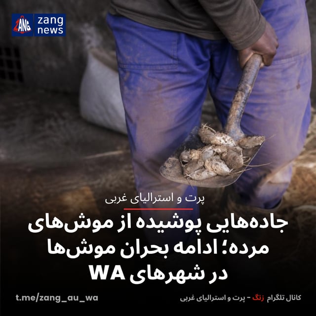 جاده‌هایی پوشیده از موش‌های مرده؛ ادامه بحران موش‌ها در شهرهای WA