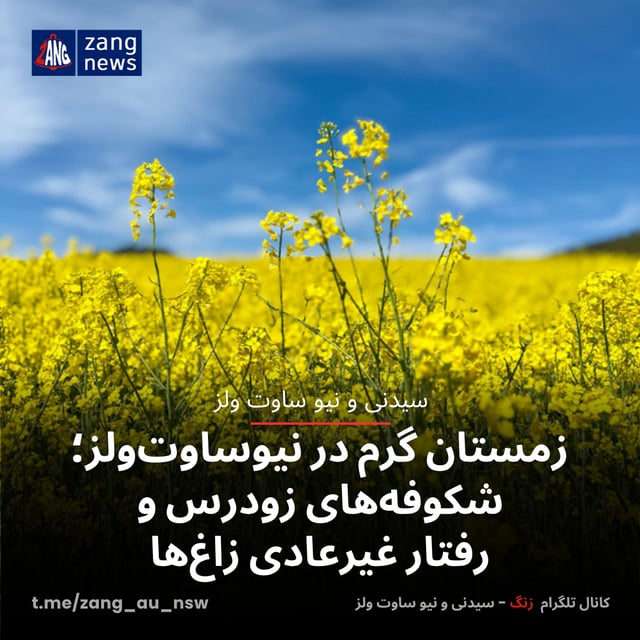 زمستان گرم در نیوساوت‌ولز؛ شکوفه‌های زودرس و رفتار غیرعادی زاغ‌ها