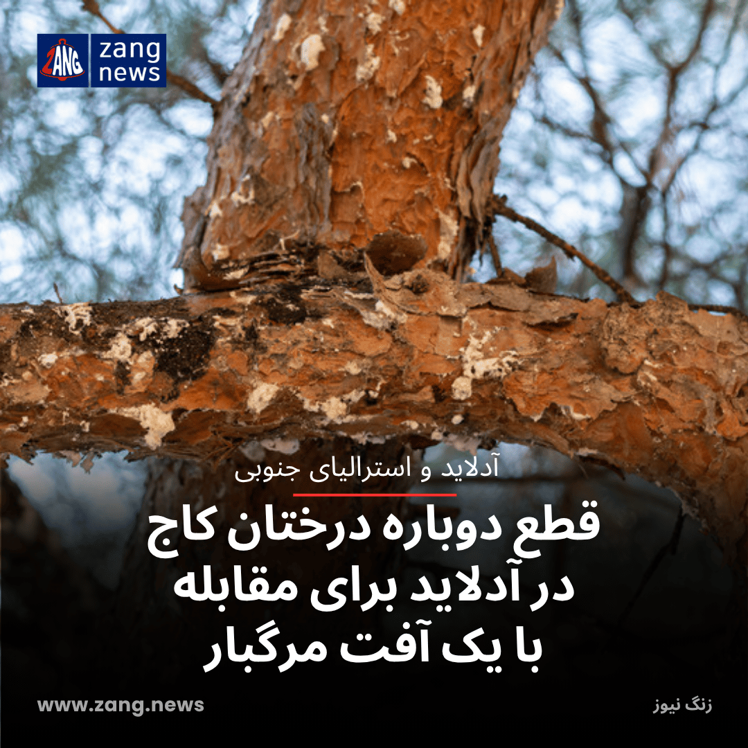 قطع دوباره درختان کاج در آدلاید برای مقابله با یک آفت مرگبار