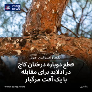 قطع دوباره درختان کاج در آدلاید برای مقابله با یک آفت مرگبار