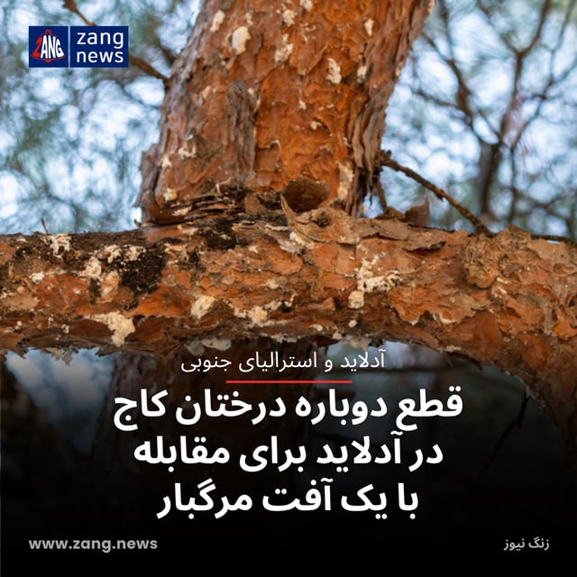 قطع دوباره درختان کاج در آدلاید برای مقابله با یک آفت مرگبار