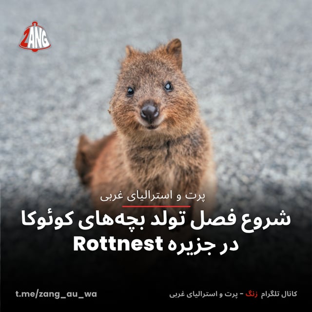 شروع فصل تولد بچه‌های کوئوکا در جزیره Rottnest