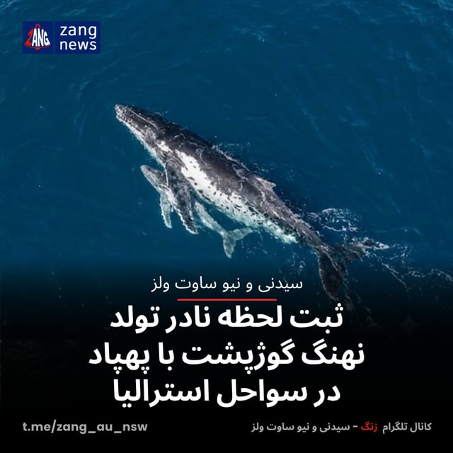 ثبت لحظه نادر تولد نهنگ گوژپشت با پهپاد در سواحل استرالیا