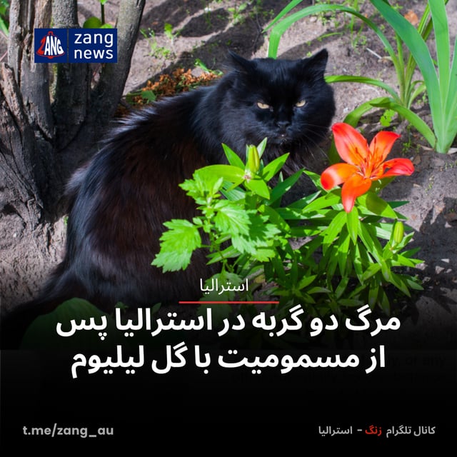 مرگ دو گربه در استرالیا پس از مسمومیت با گل‌ لیلیوم