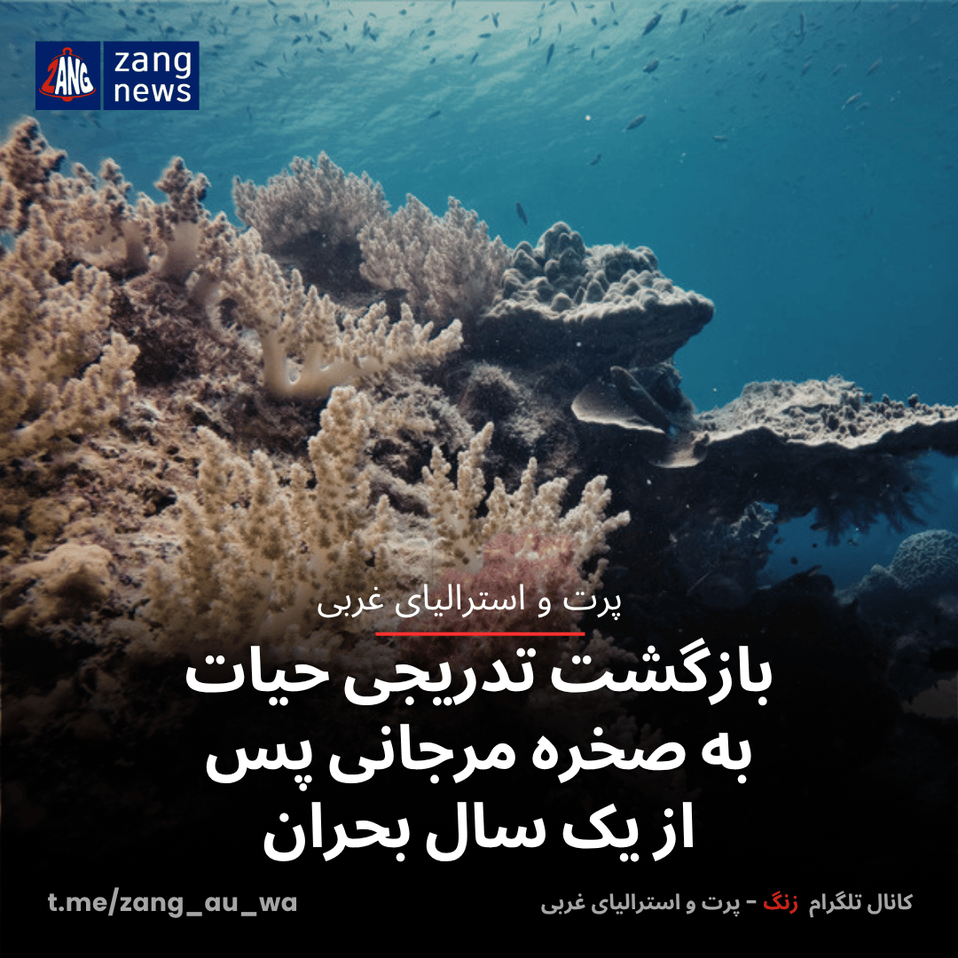 بازگشت تدریجی حیات به صخره مرجانی پس از یک سال بحران