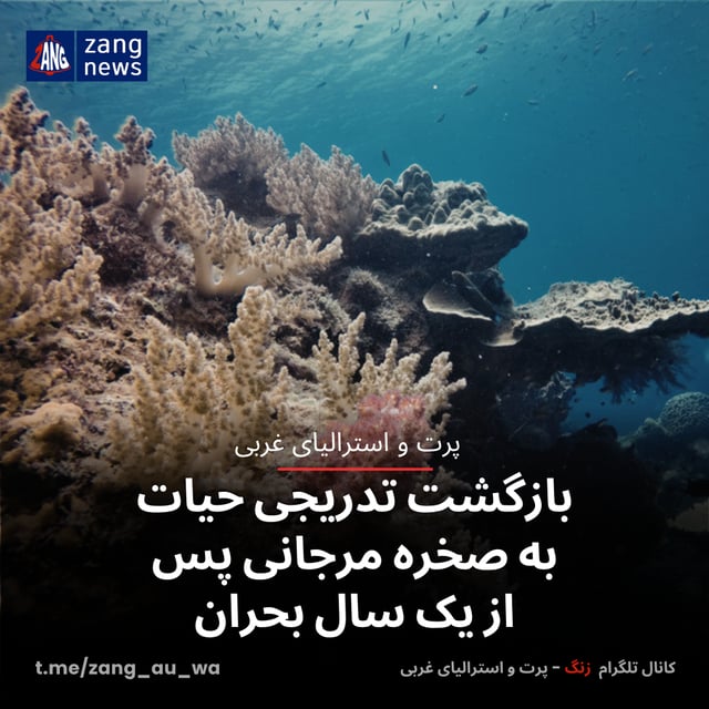 بازگشت تدریجی حیات به صخره مرجانی پس از یک سال بحران